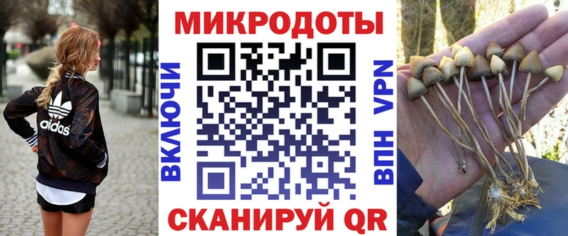 купить наркоту Черкесск Псилоцибиновые грибы Psilocybe